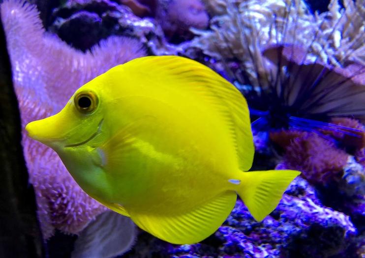 Amneville Aquarium (Aquarium d'Amneville)